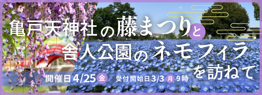 亀戸天神社の藤まつりと舎人公園のネモフィラを訪ねて